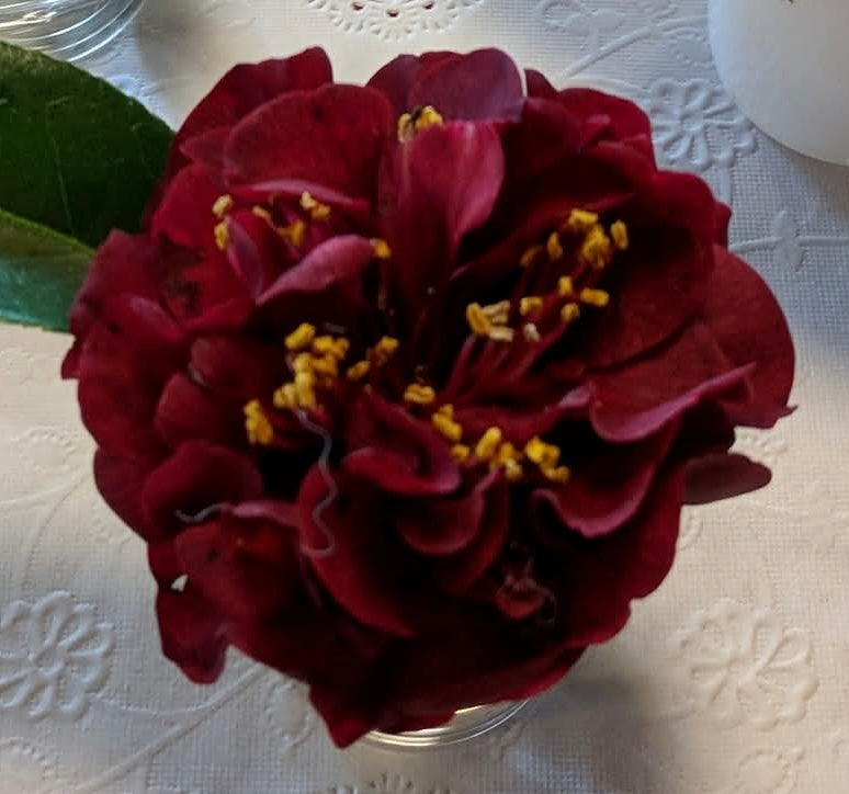 Camellia japonica 'Maroon and Gold'