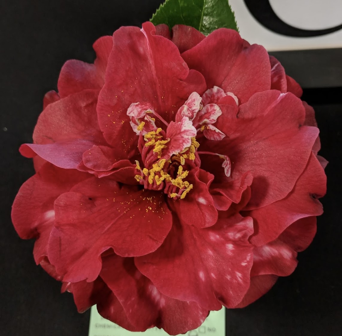 Camellia japonica 'Cherries Jubilee'