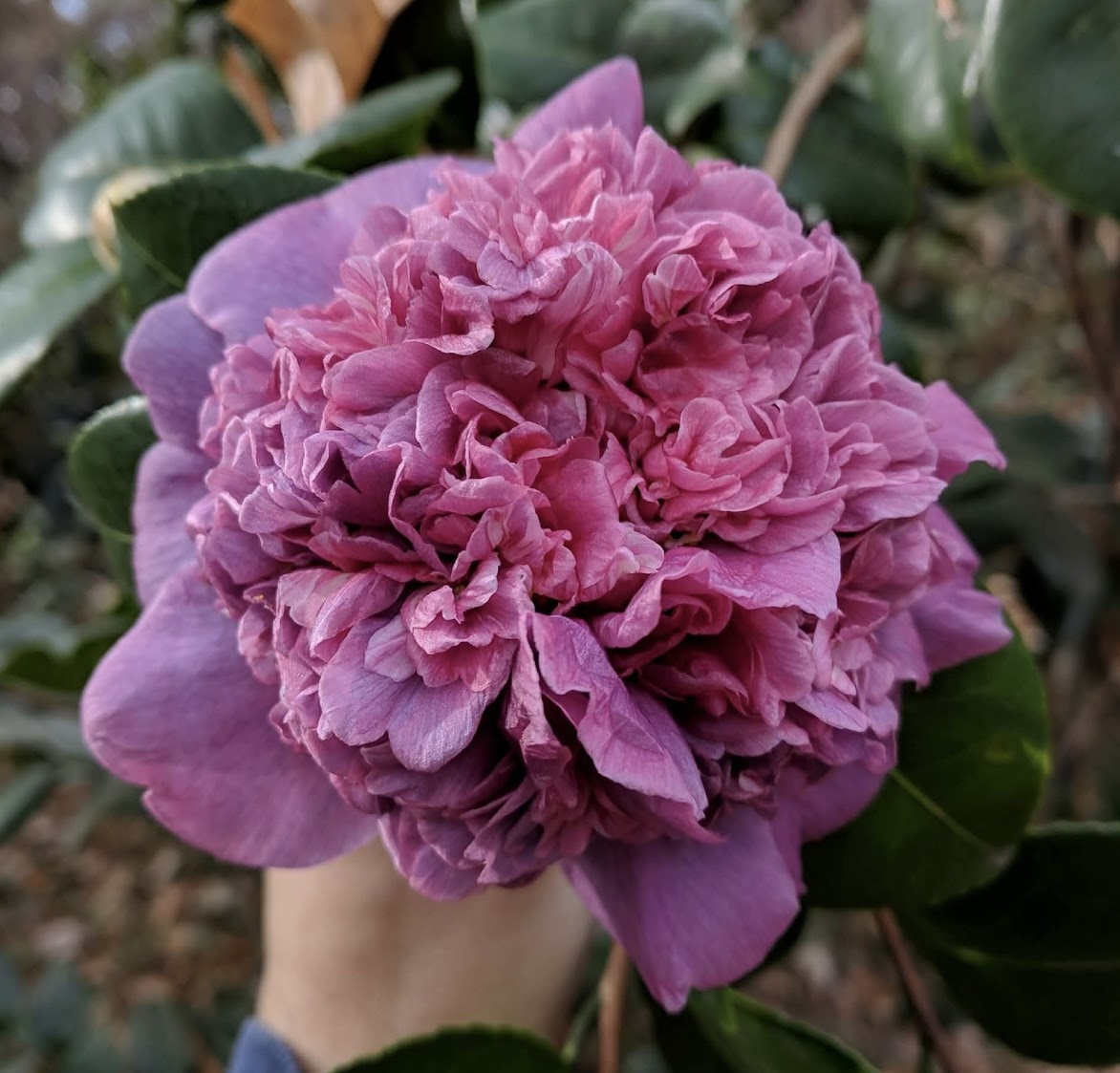 Camellia japonica 'Dona Herzilis de Freitas Magalhaes'