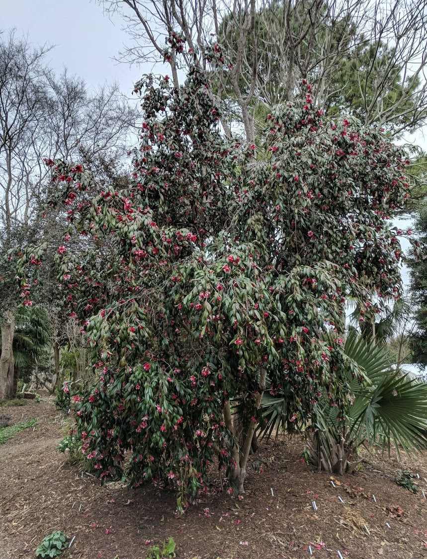 Camellia japonica 'Hakuhan-kujaku'