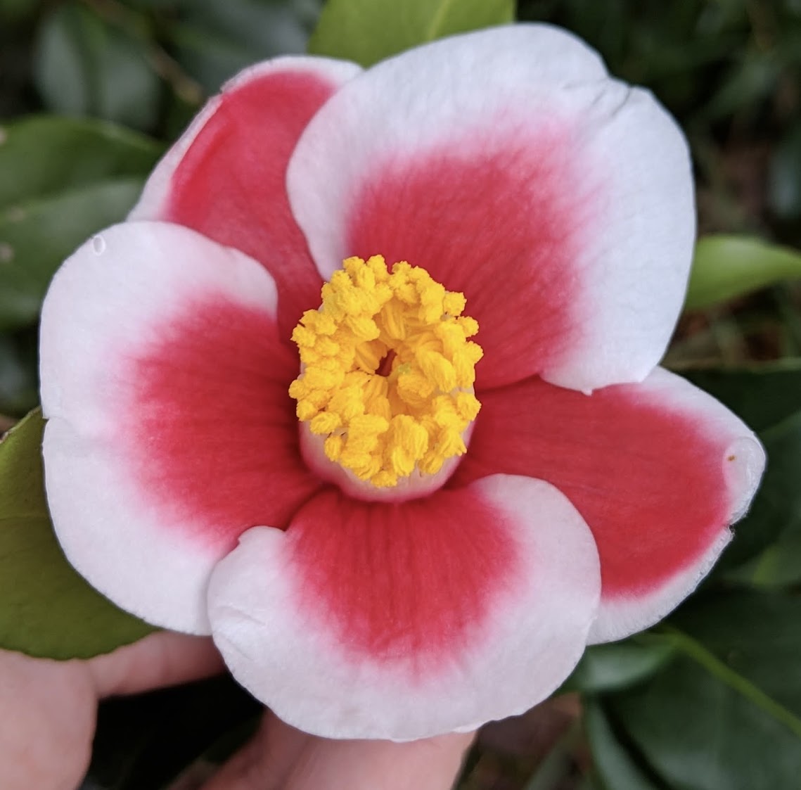 Camellia japonica 'Tama No Ura'