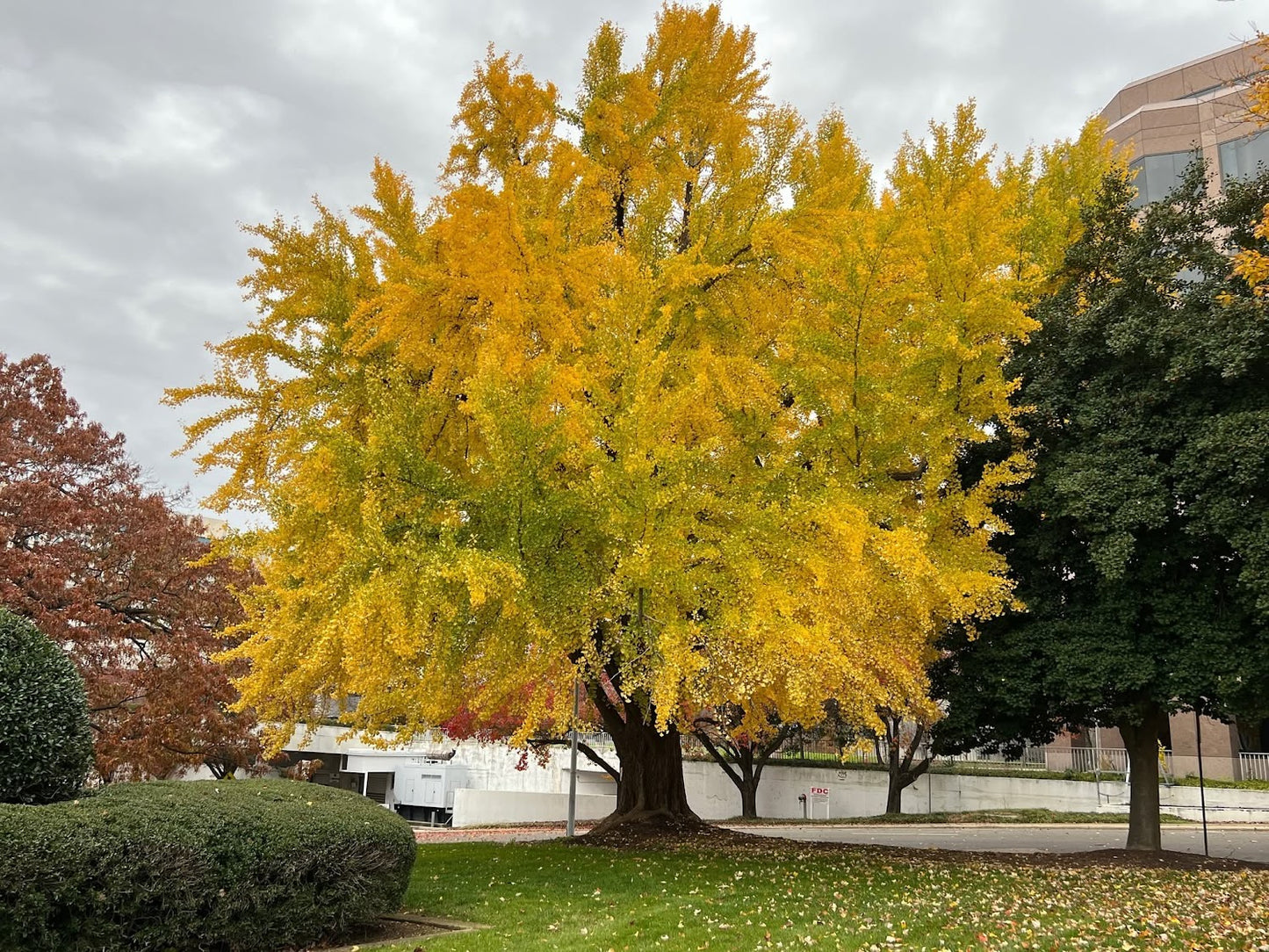Ginkgo biloba "Mike C. late coloring" NEW GARDEN TREASURES EXCLUSIVE NEW RELEASE!