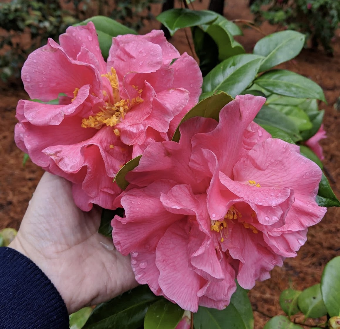 Camellia japonica 'Flossie Goodson'