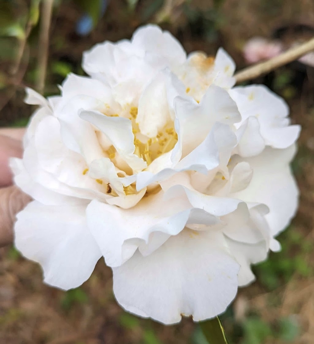 Camellia japonica 'Ghentry J'