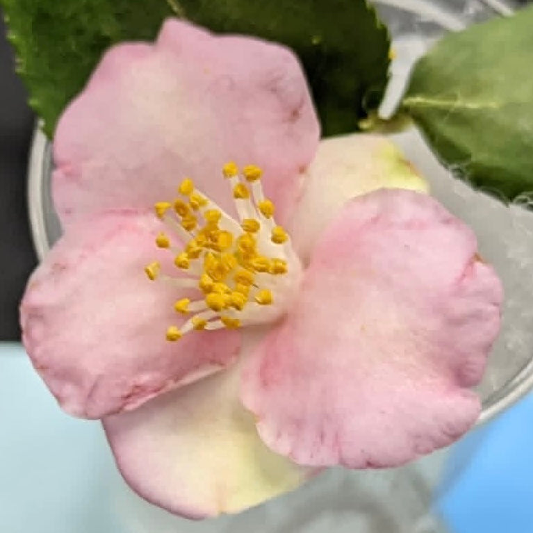 Camellia x 'Baby Bear'