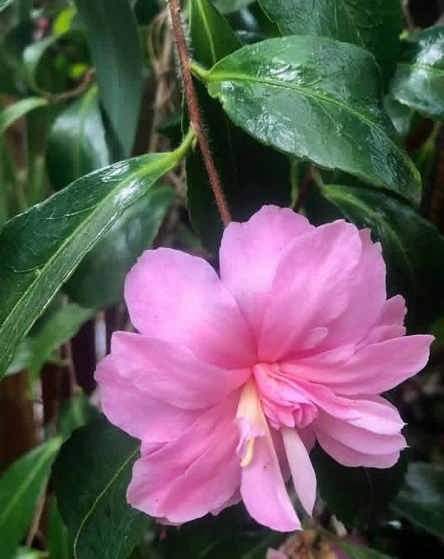 Camellia sasanqua 'Domoto's Pendulous'