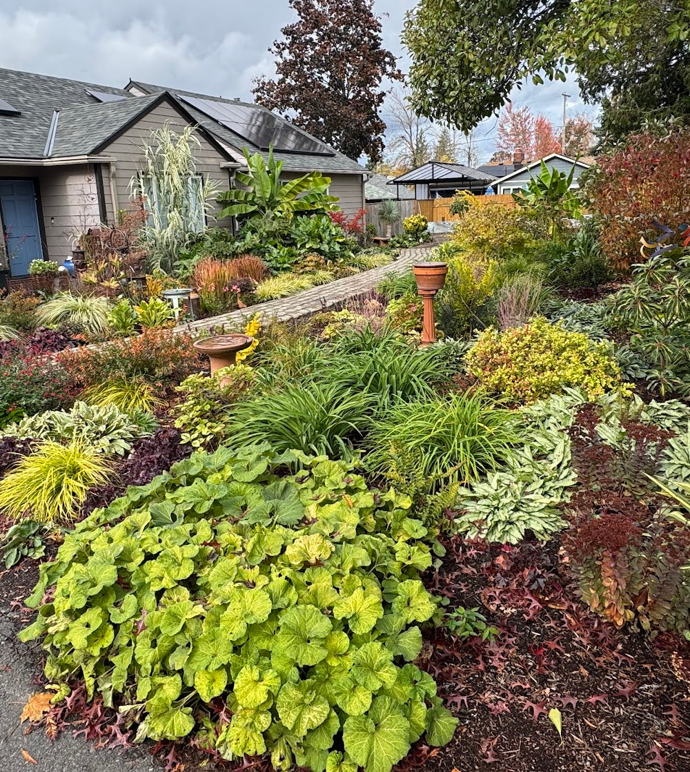 Petasites japonica 'Moonfire' EXCLUSIVE FIRST TIME WORLD RELEASE!! RARE!!!
