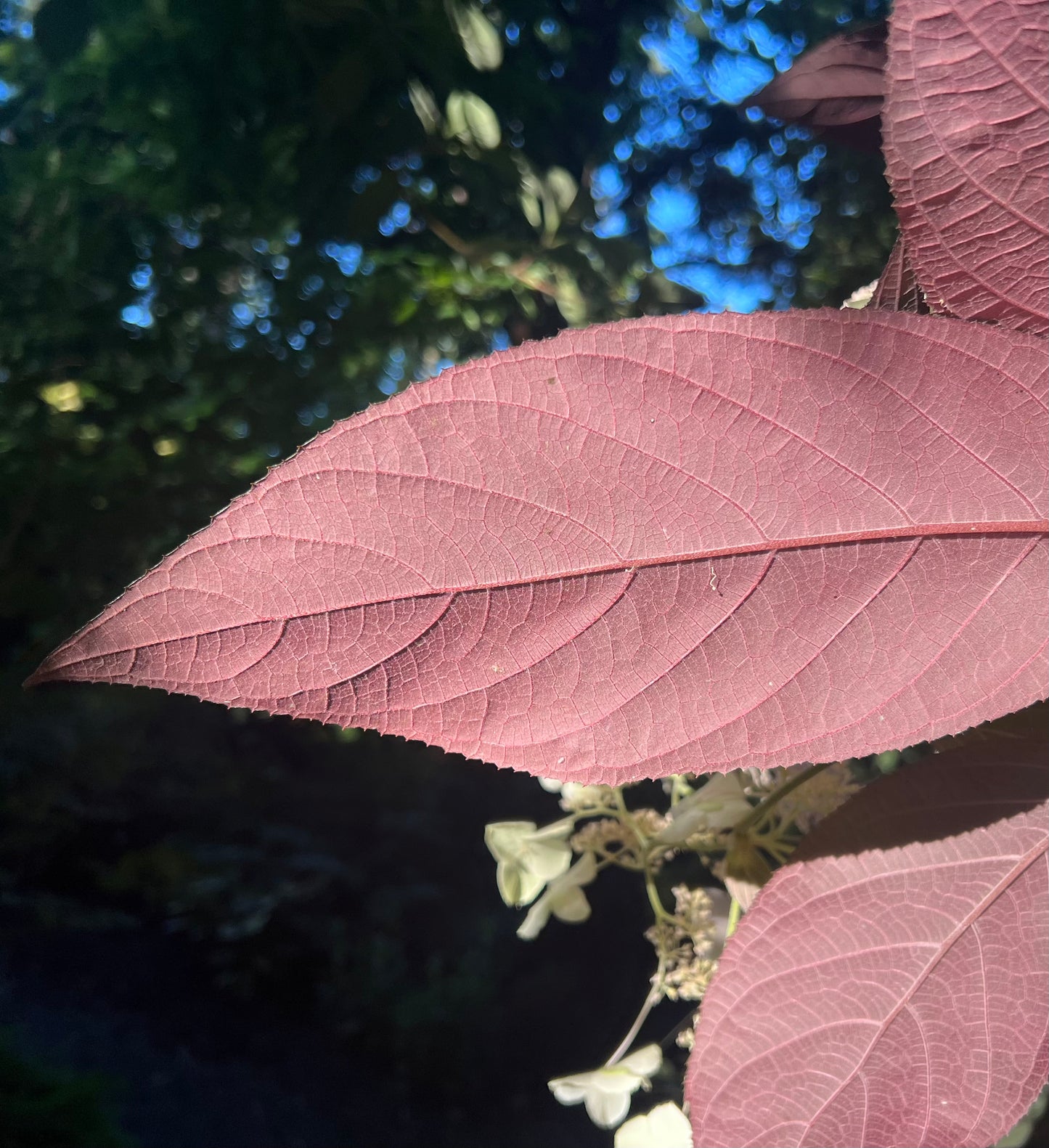 Hydrangea aspera "Purple Leaf"