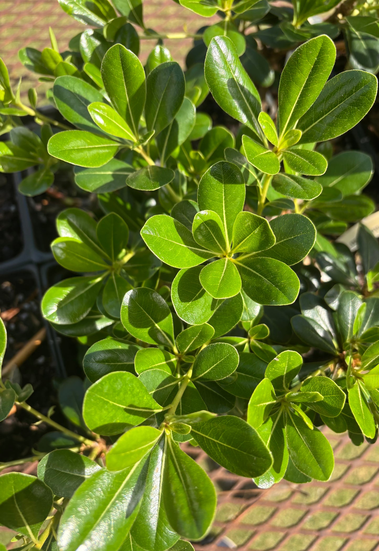 Pittosporum tobira 'Tall N Tough'