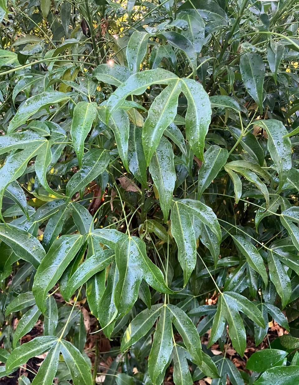 Metapanax davidii