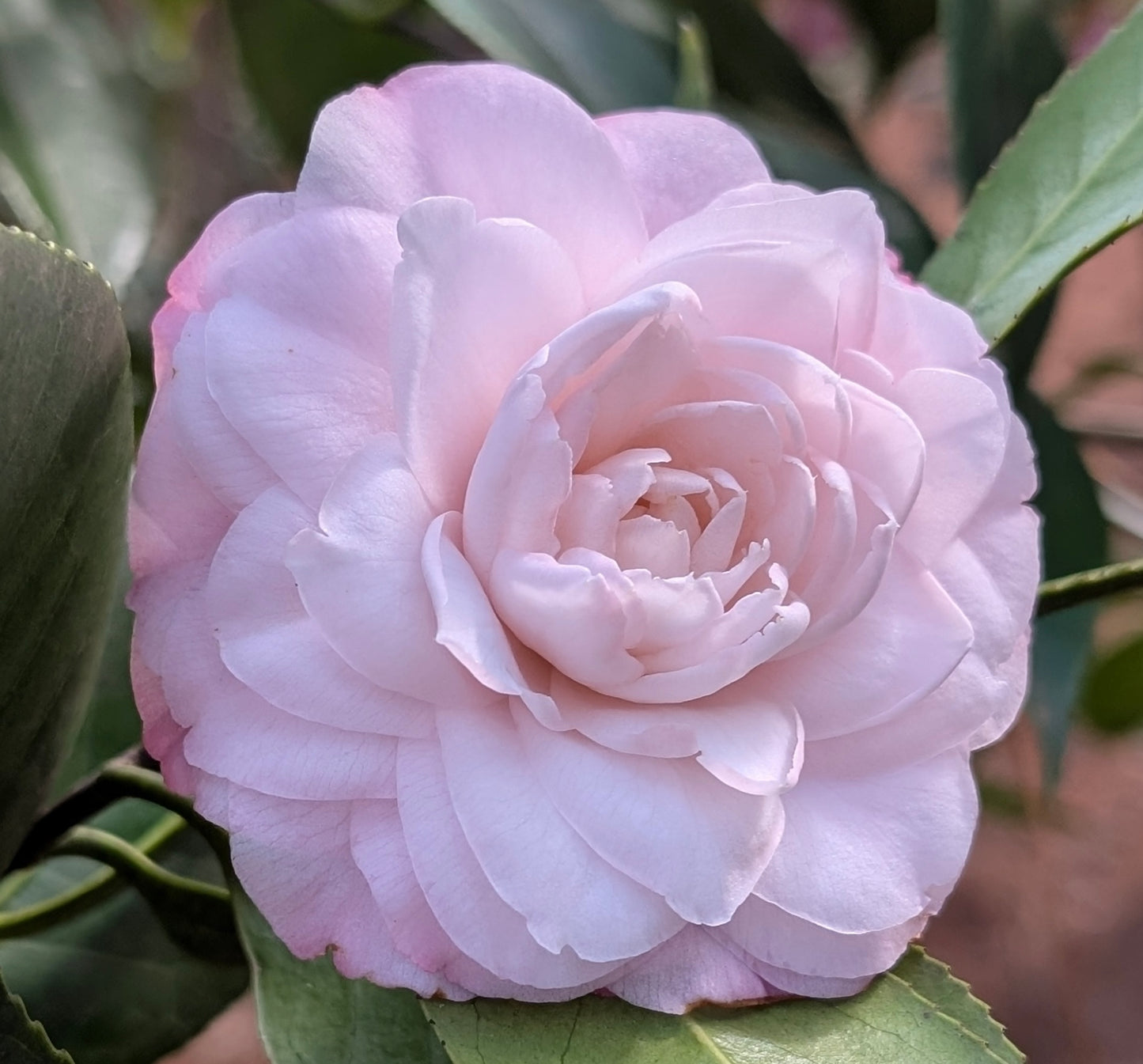 Camellia japonica 'Something Beautiful'