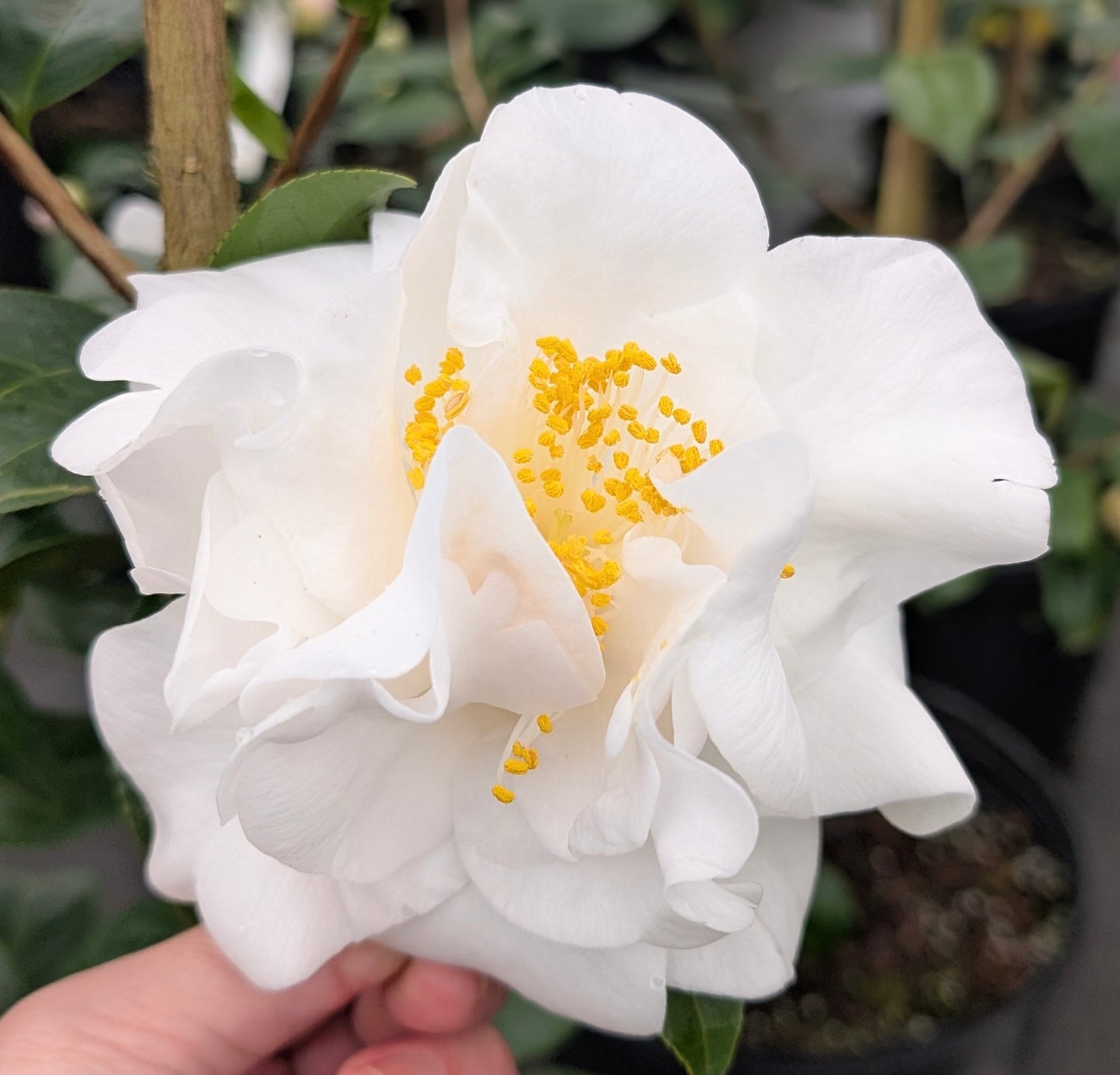 Camellia japonica 'Imagination'