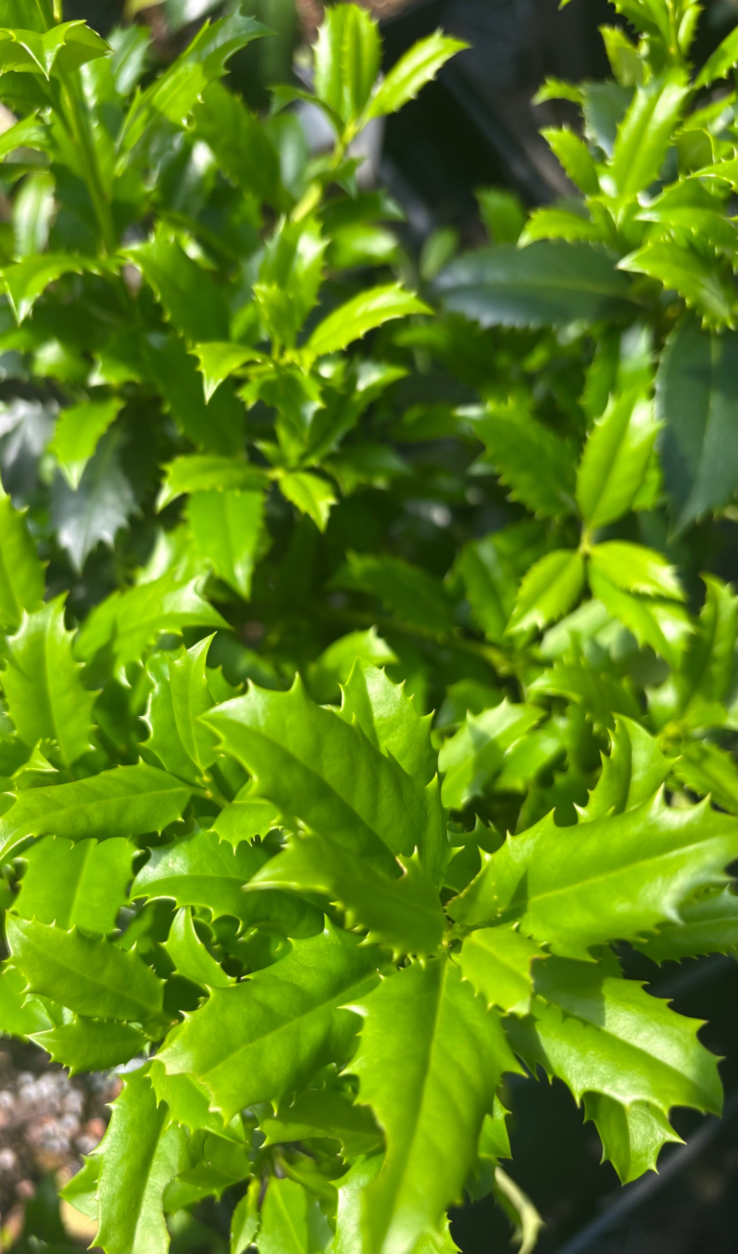 Ilex x 'Little Mary'