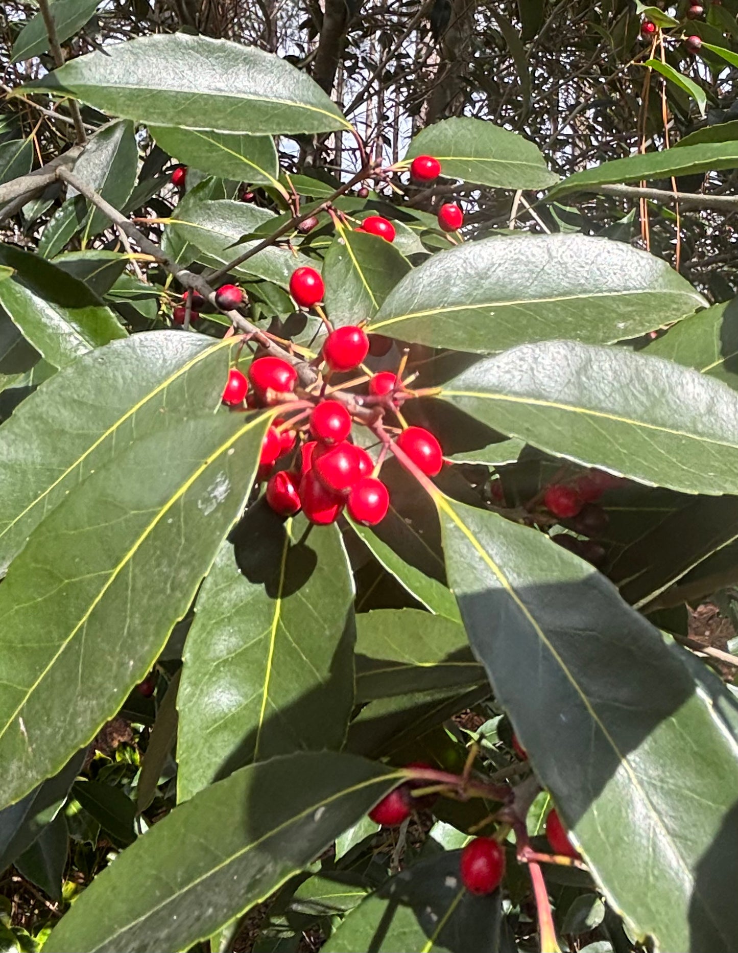 Ilex purpurea 'Cherry Ice'