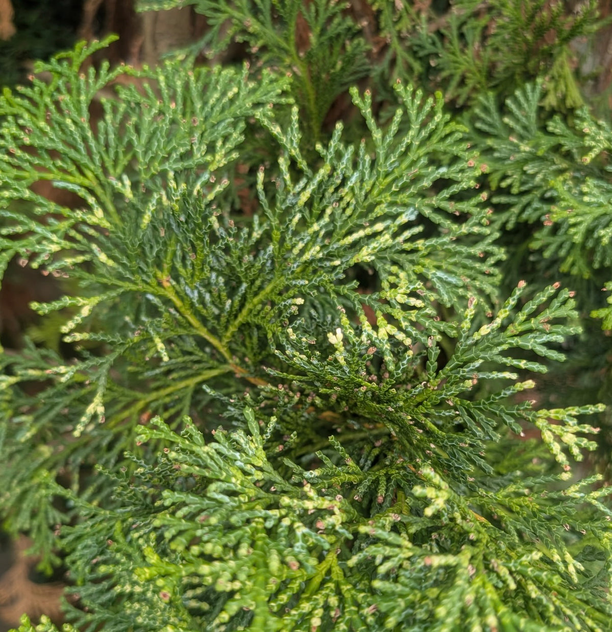Chamaecyparis obtusa 'Special Variegated'
