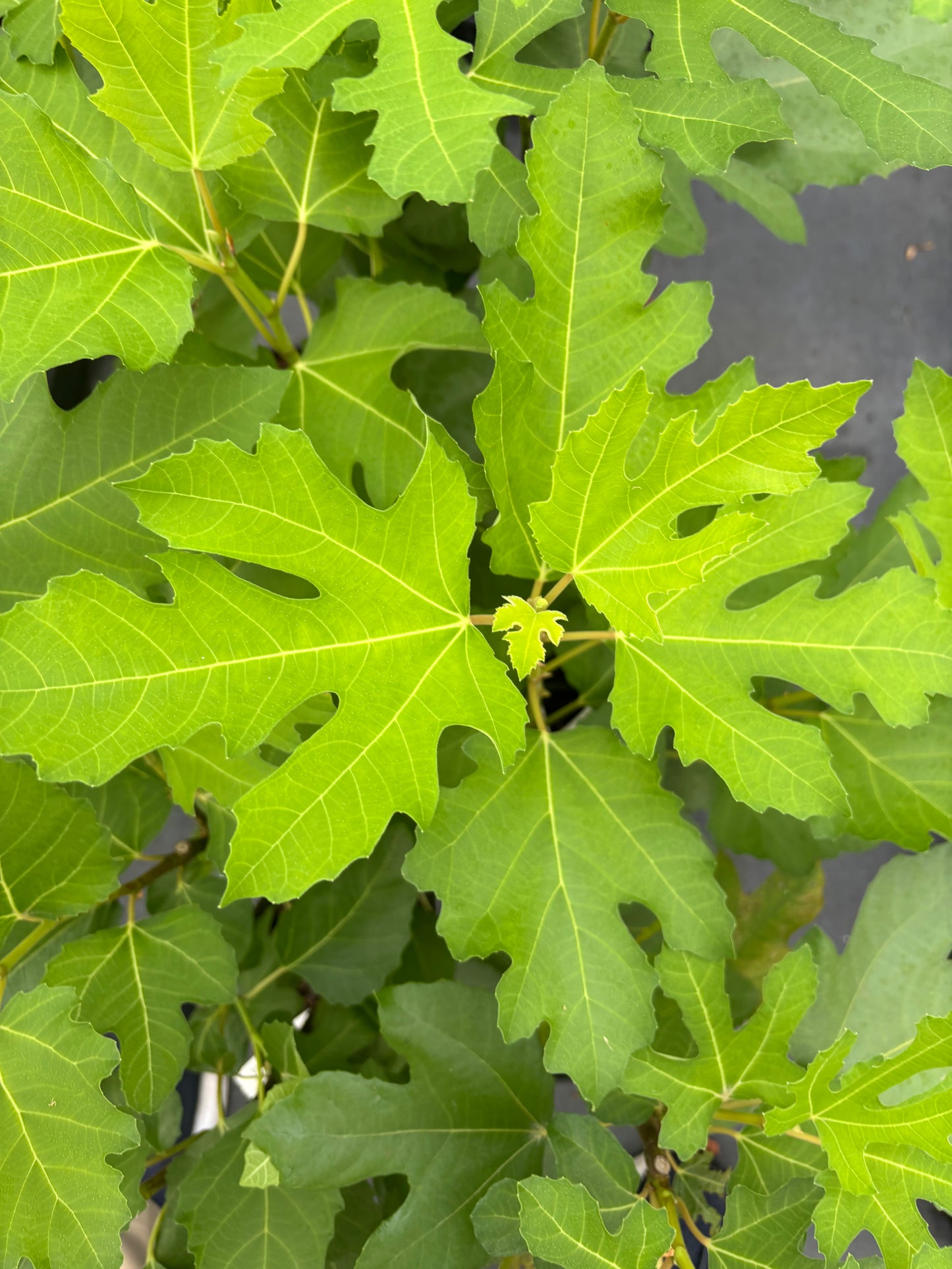 Ficus carica 'Chicago Hardy'