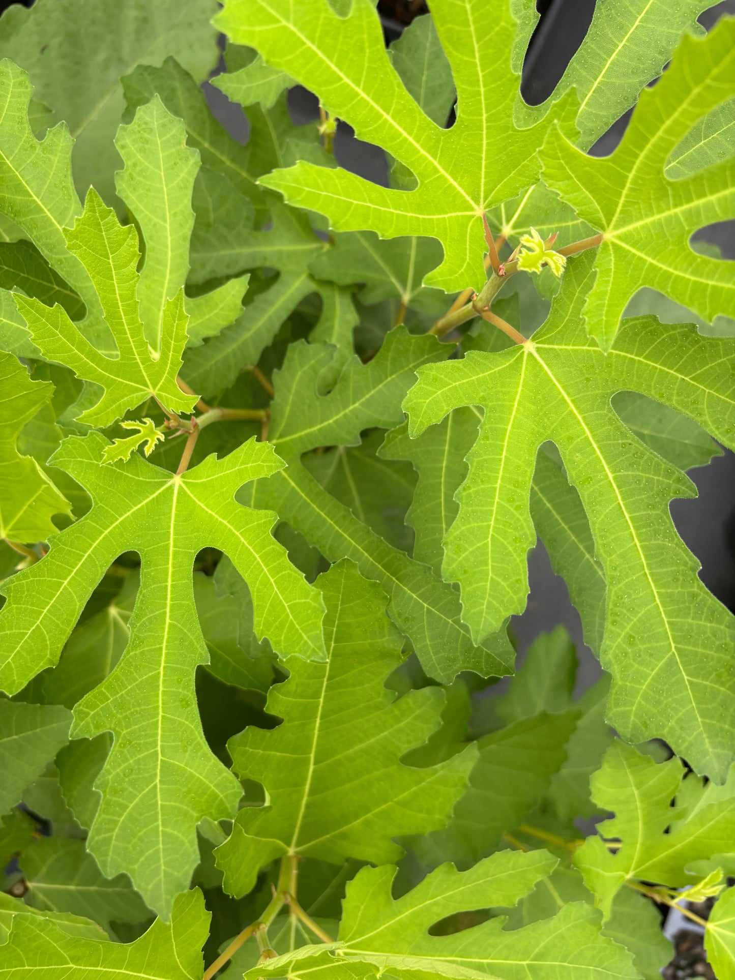 Ficus carica 'Chicago Hardy'