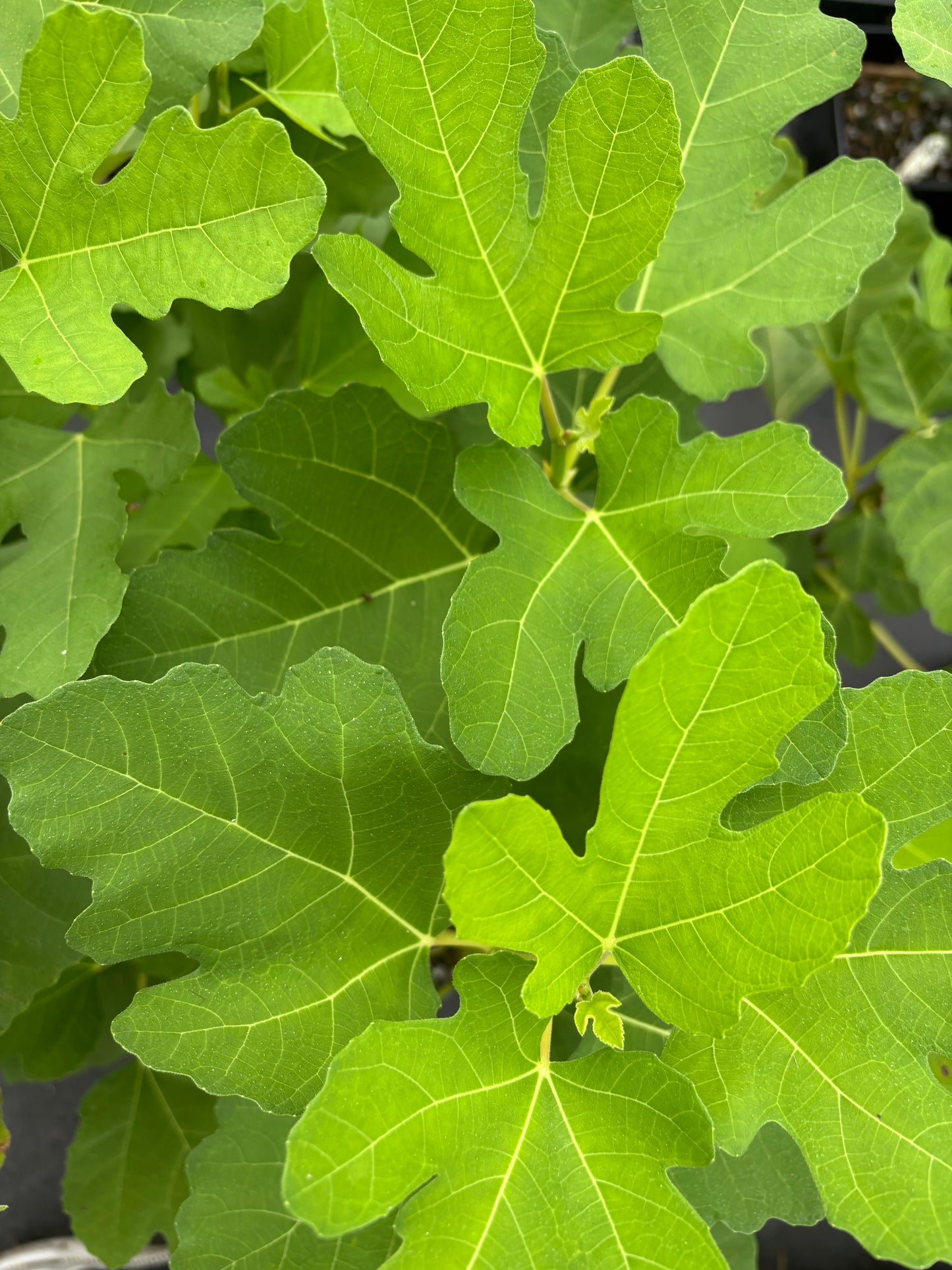 Ficus carica 'Lattarula'