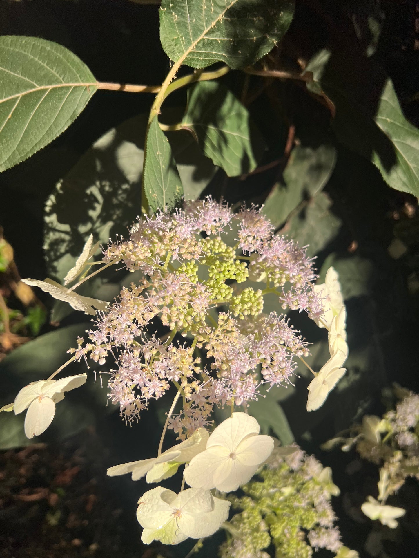 Hydrangea aspera "Purple Leaf"