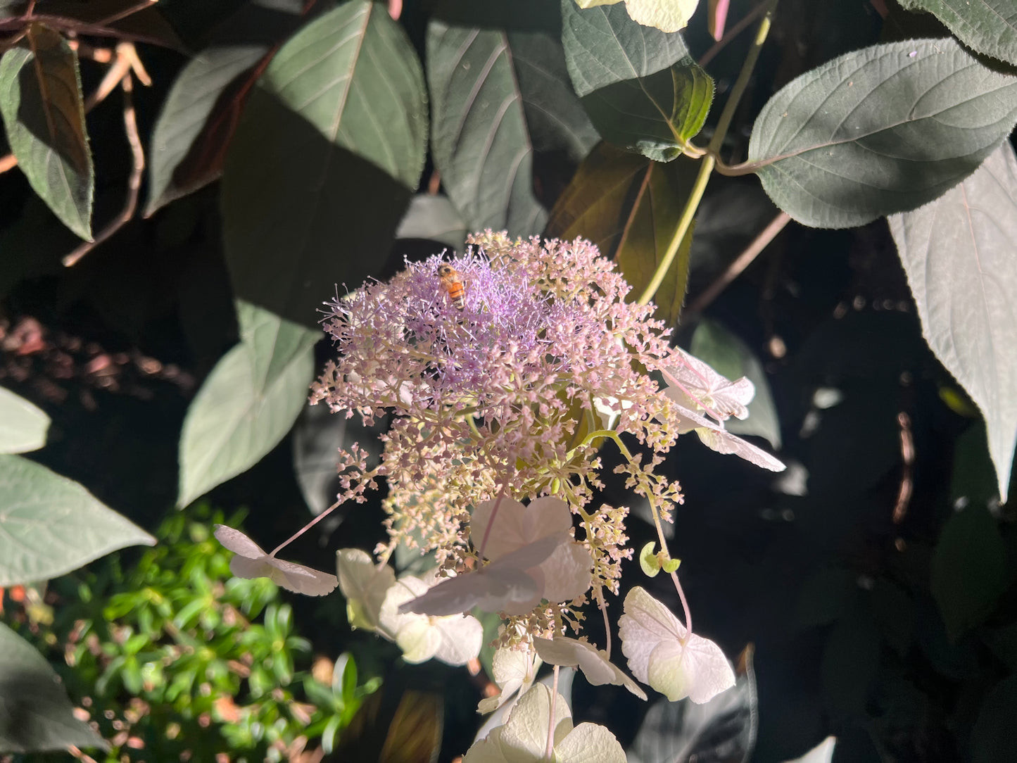 Hydrangea aspera "Purple Leaf"