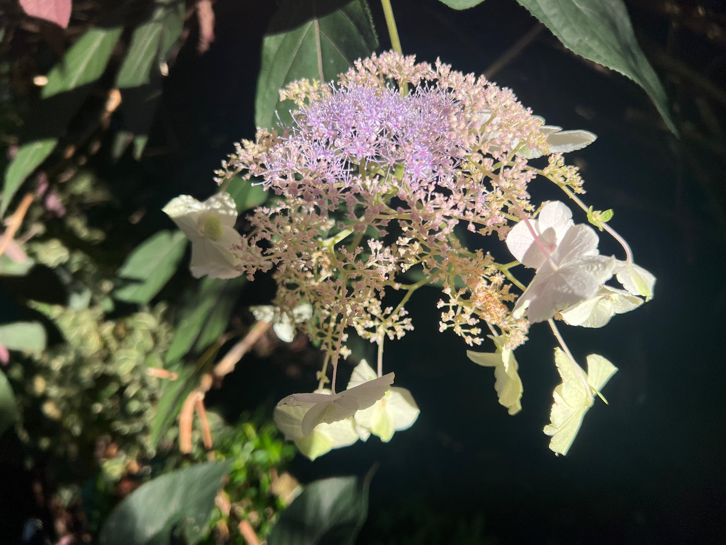 Hydrangea aspera "Purple Leaf"