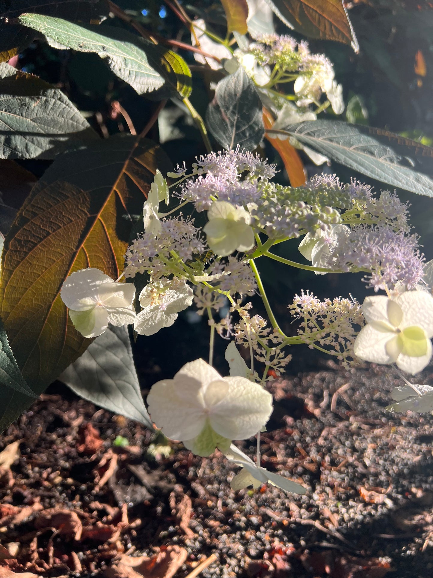 Hydrangea aspera "Purple Leaf"