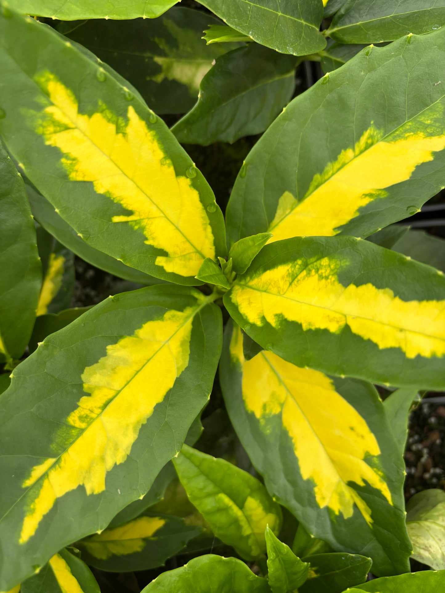 Aucuba japonica 'Shugetsu'