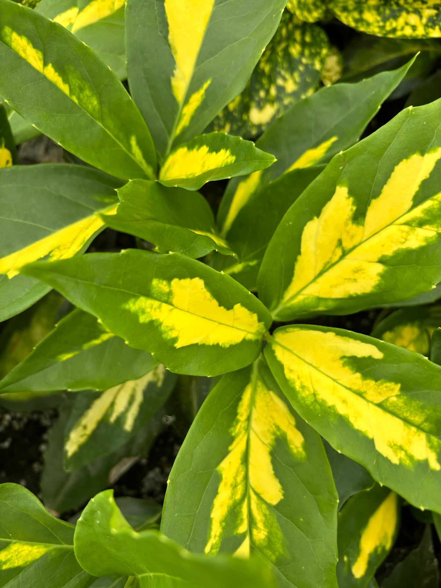 Aucuba japonica 'Shugetsu'