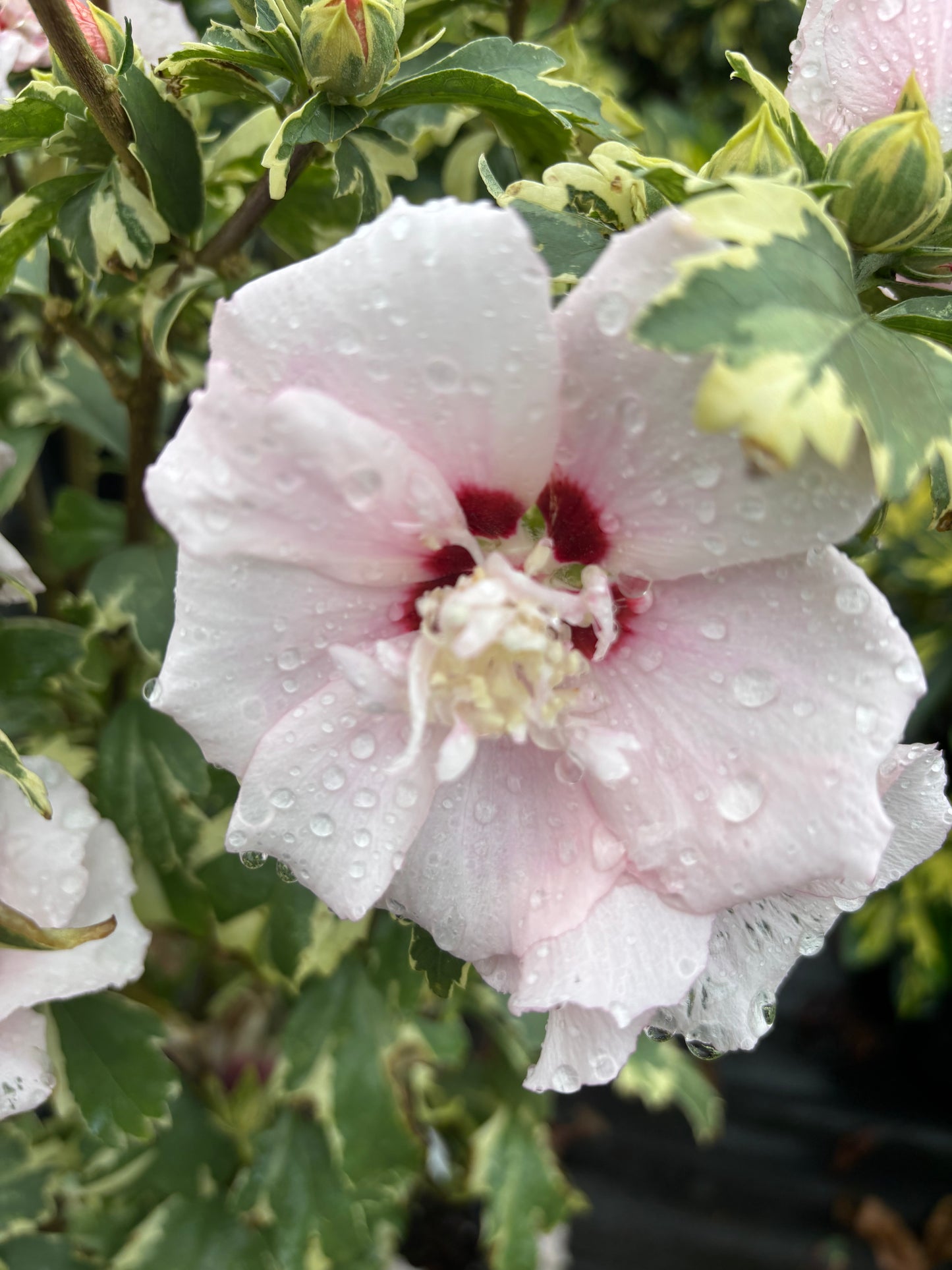 Hibiscus syriacus 'Miss Julene'