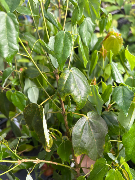 Acer oblongum var. Itoanum