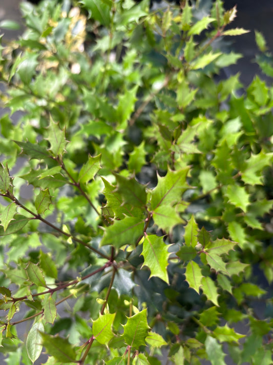 Osmanthus heterophyllus 'Purpureus'