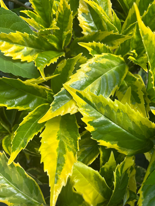 Aucuba japonica 'Moonlight'