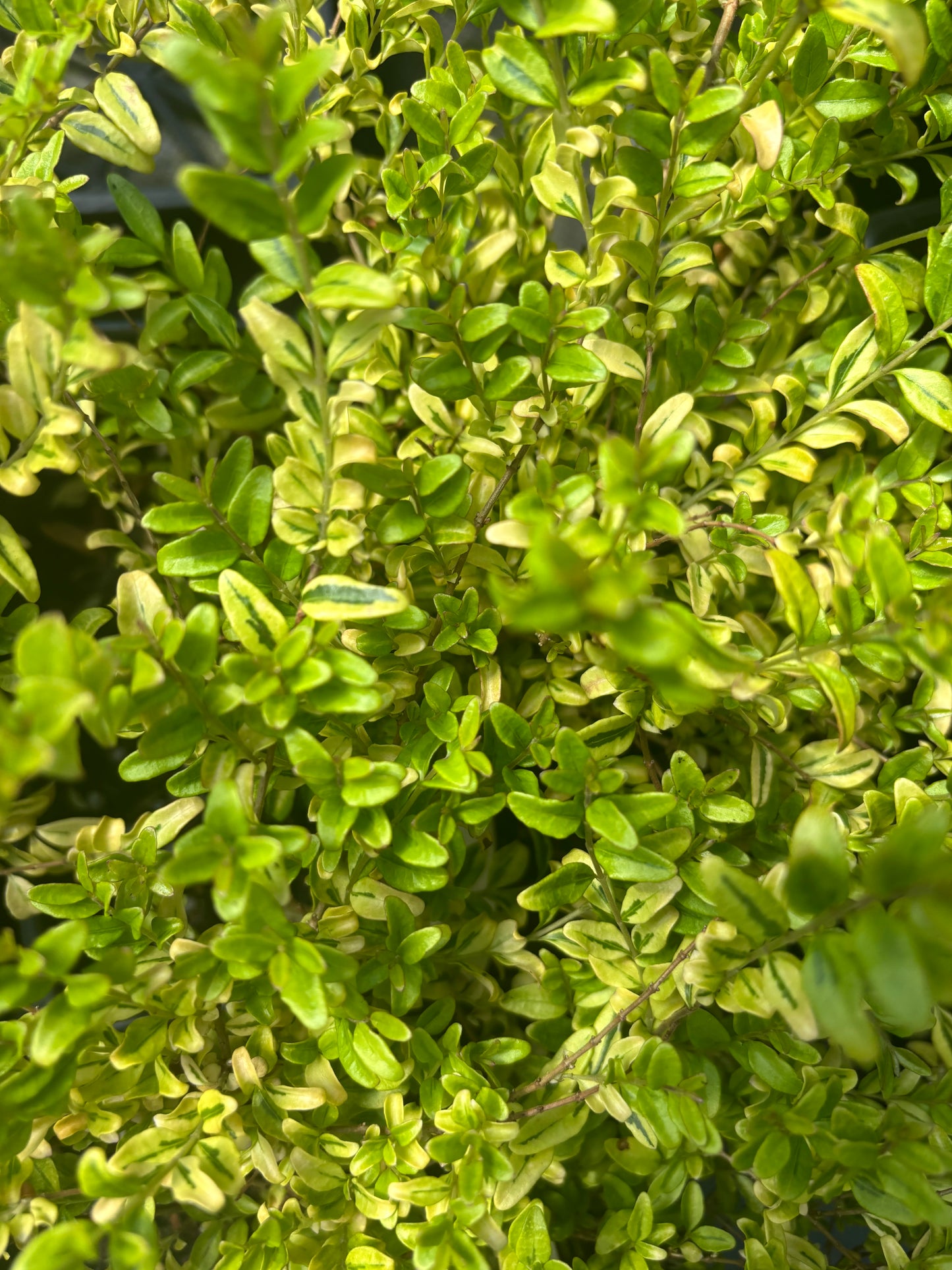 Lonicera nitida 'Lemon Beauty'