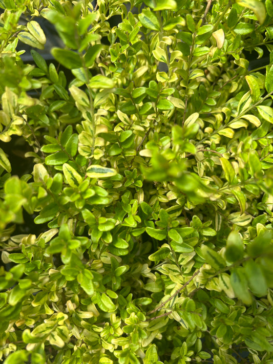 Lonicera nitida 'Lemon Beauty'
