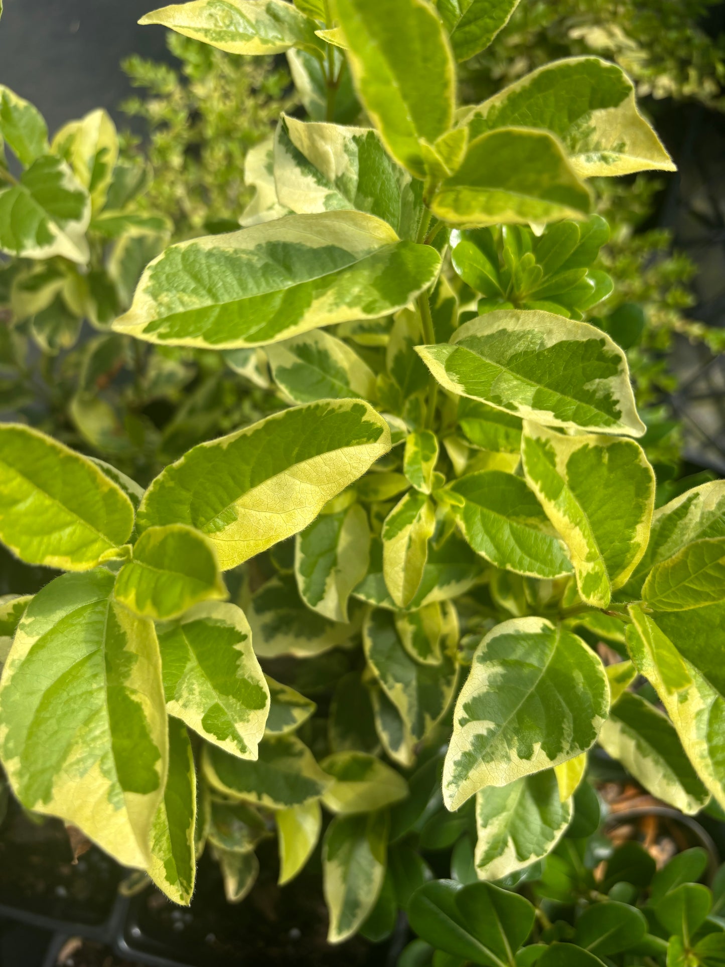 Viburnum tinus 'Variegatum'