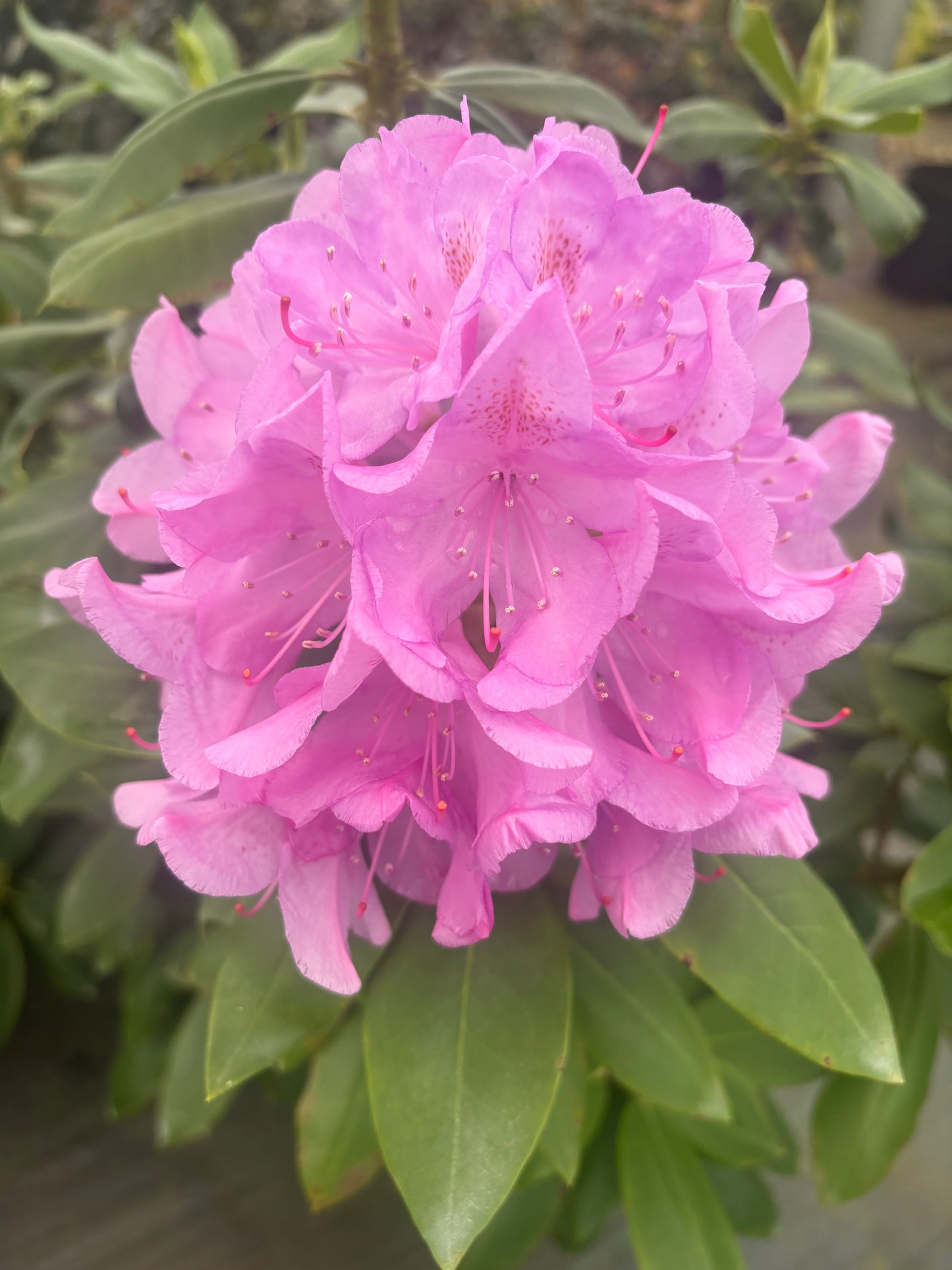 Rhododendron catawbiense "Lavender"