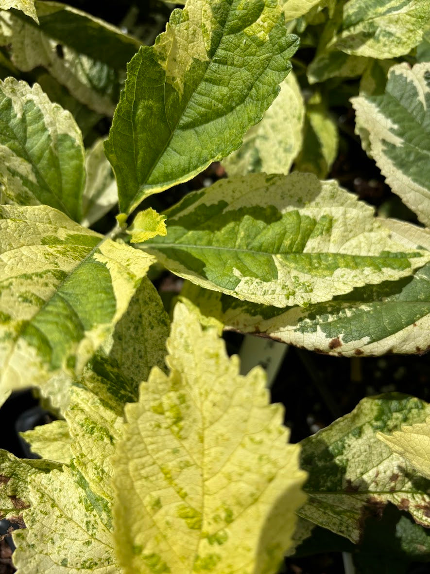 Callicarpa americana 'Berries and Cream'