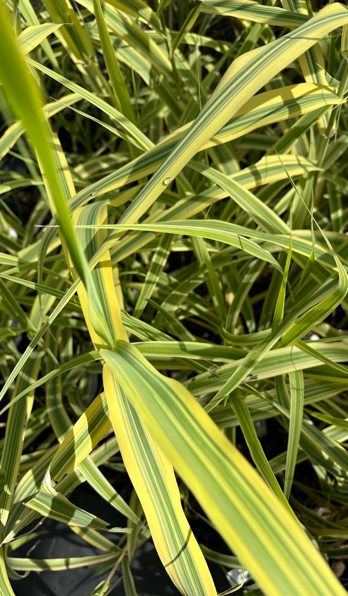 Arundo donax 'Golden Chain'