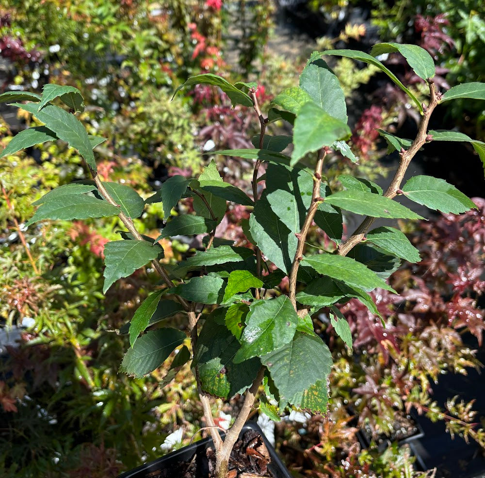 Zelkova serrata 'Goblin'