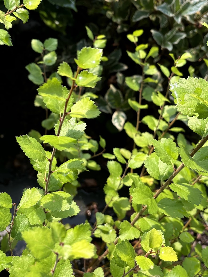 Betula x plettkei 'Golden Treasure'