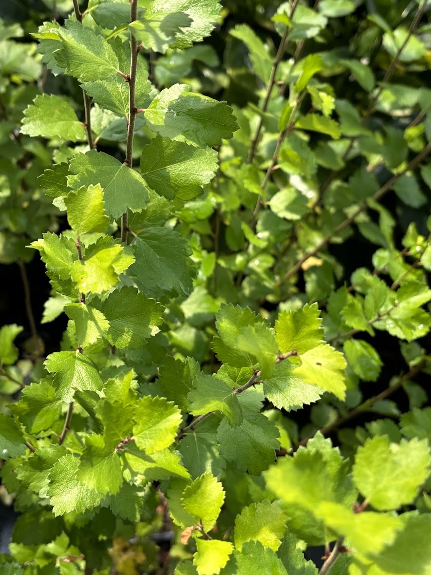 Betula x plettkei 'Golden Treasure'