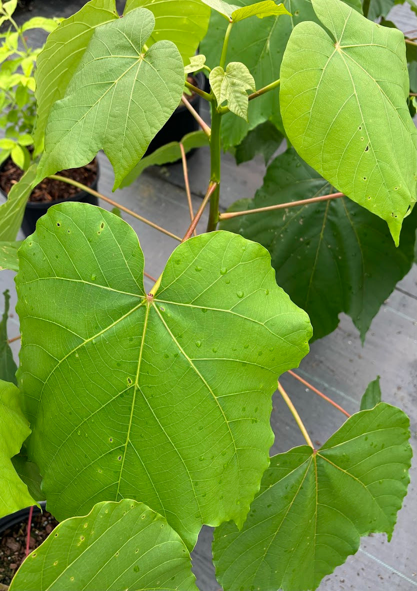 Vernicia fordii "Cold Hardy"