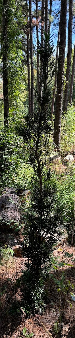 Podocarpus macrophyllus 'Pringle'