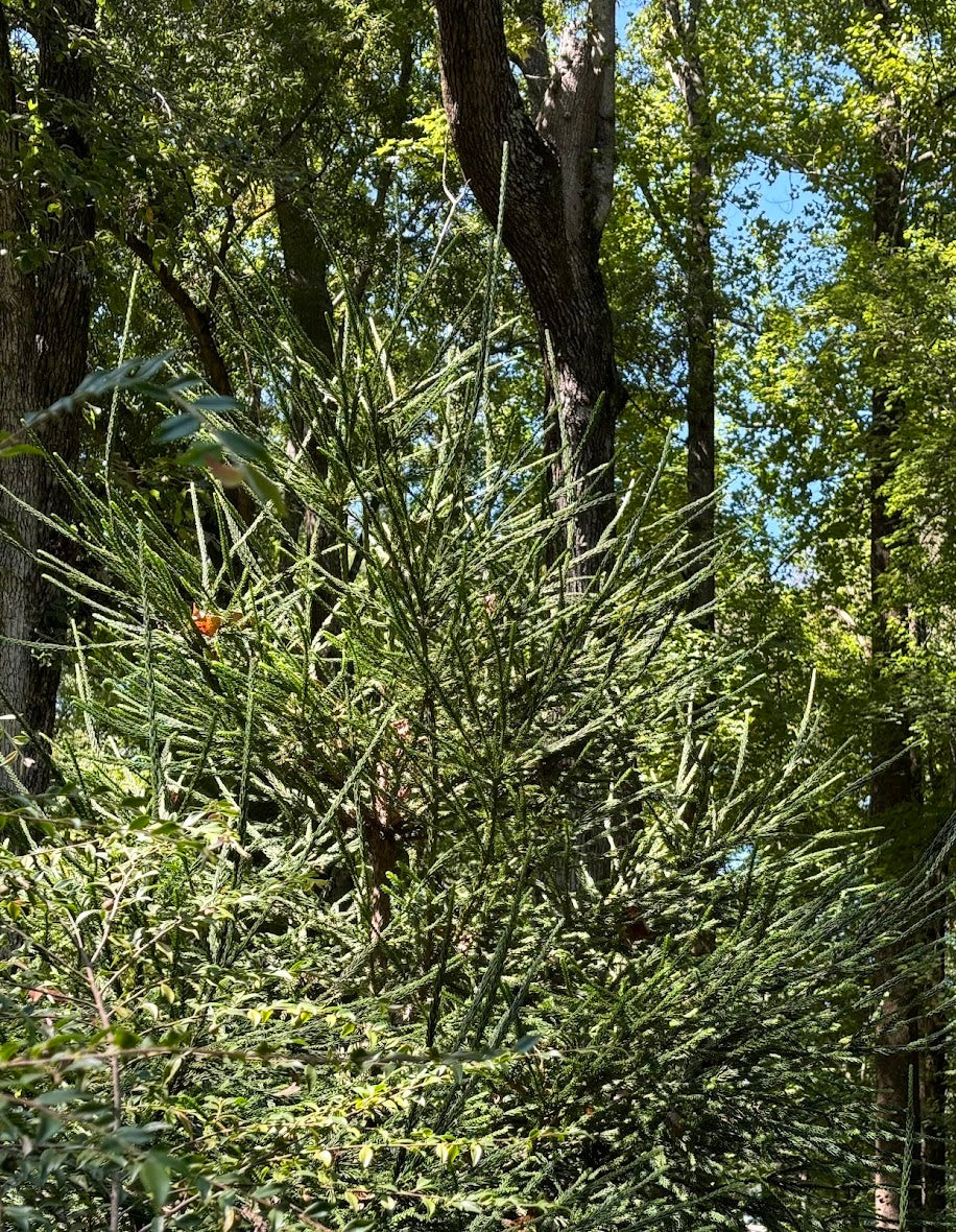 Cryptomeria japonica 'Araucariodes'