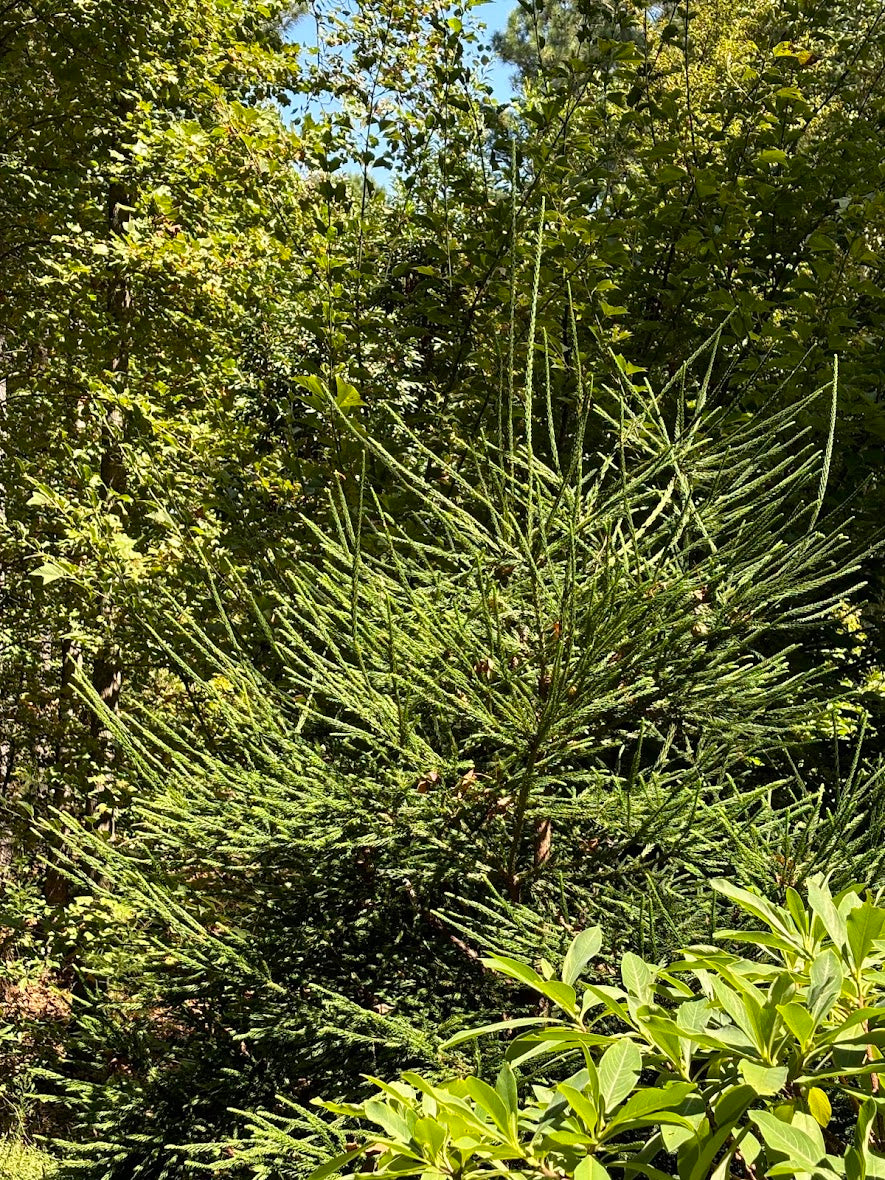 Cryptomeria japonica 'Araucariodes'