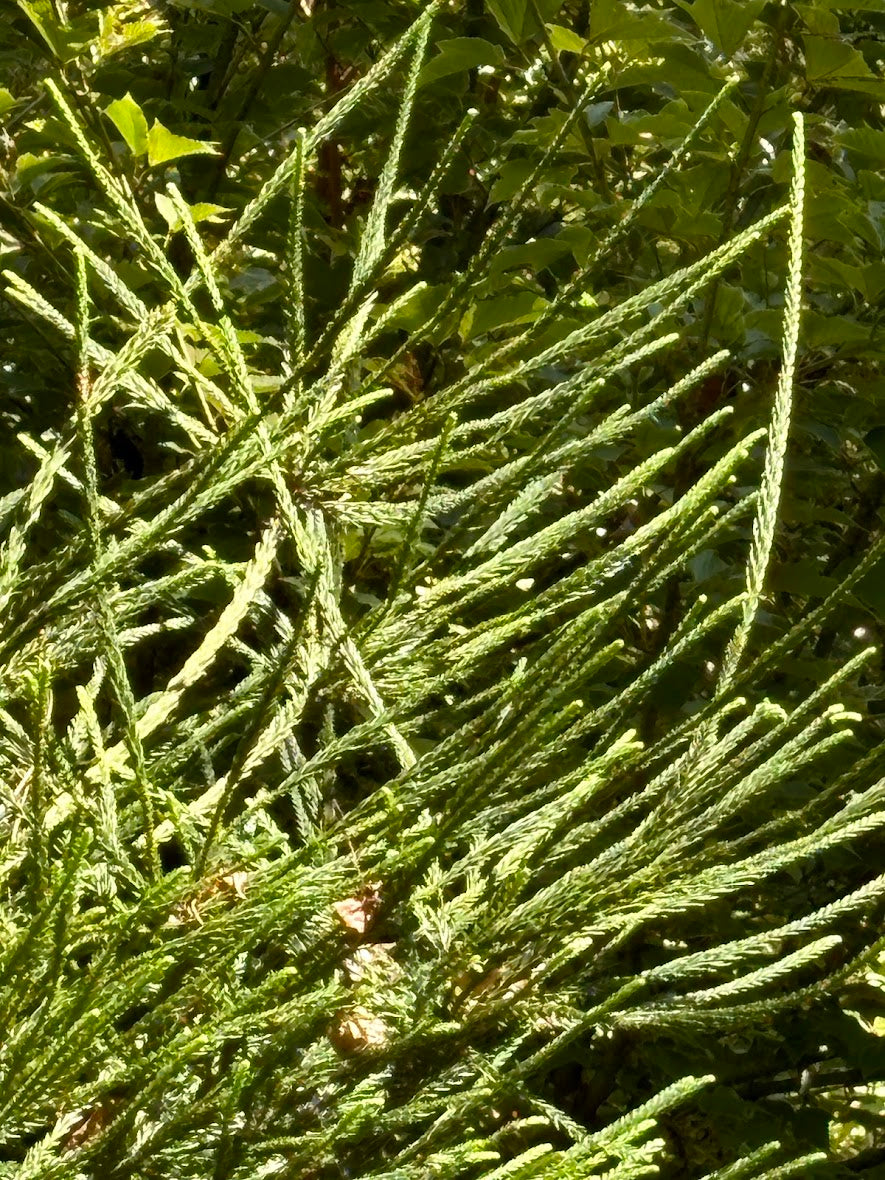 Cryptomeria japonica 'Araucariodes'