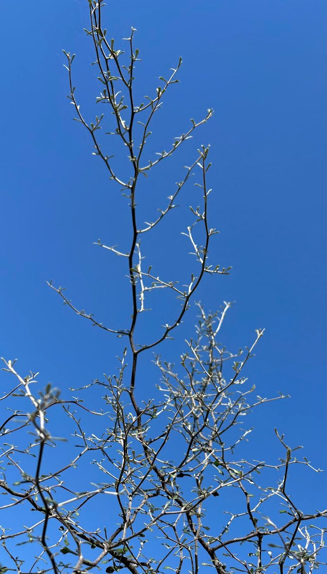 Corokia cotoneaster