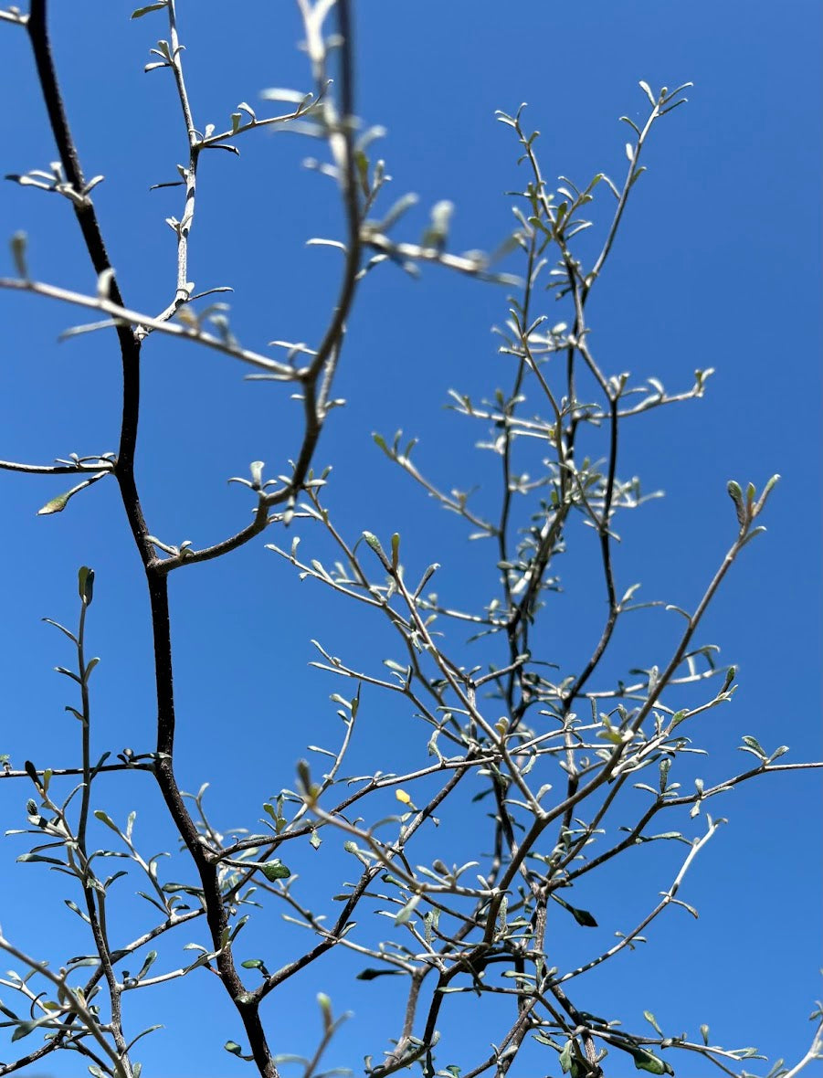 Corokia cotoneaster