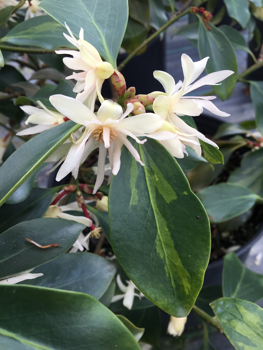 Illicium anisatum 'Murasaki No Sato'