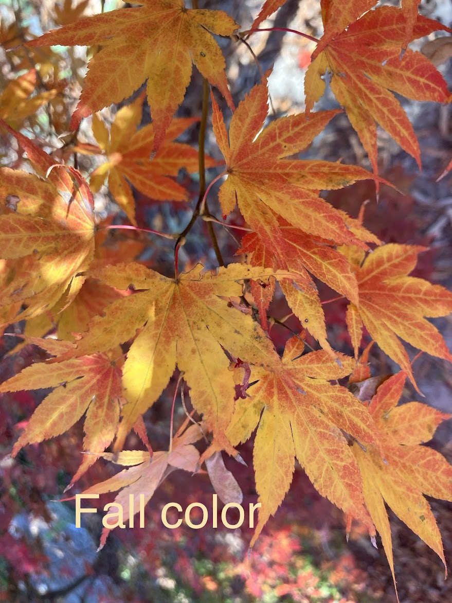 Acer palmatum 'Beni Shi En'